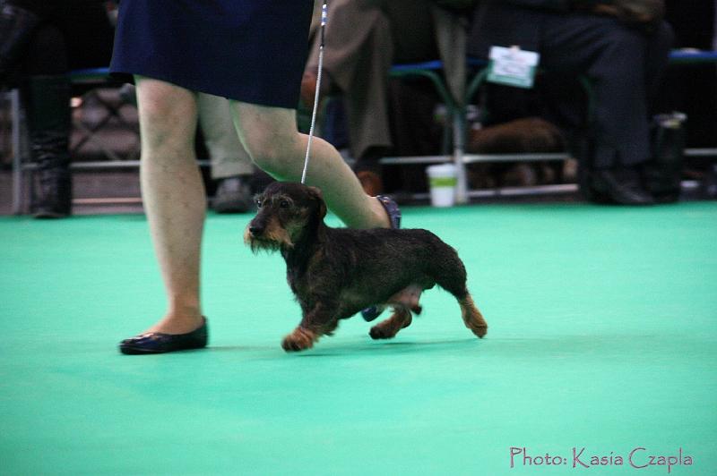 Crufts2011_2 859.jpg